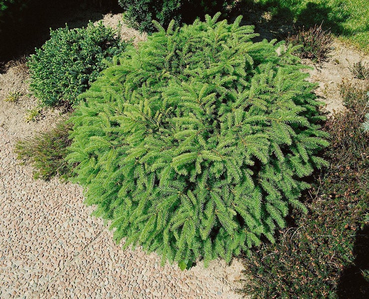 Picea abies 'Nidiformis', Nestfichte, kompakt, 20–30 cm