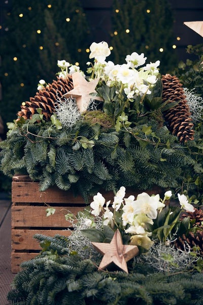 Weihnachtliche Dekoration mit Tannenzweigen, Zapfen, Holzsternen und weißen Blüten in einer Holzkiste.