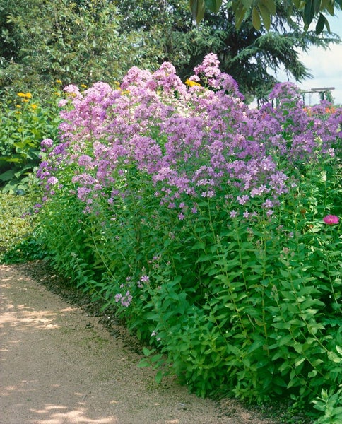 Beet mit purpurroten Herzblumen in einem Garten.