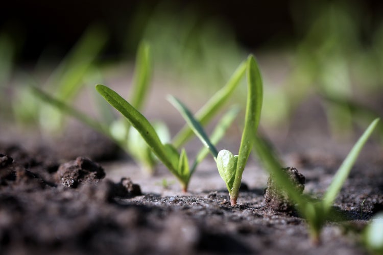SAFLAX Garden to go - BIO - Spinat - Matador - Spinacia oleracea - 300 Samen - Mit Topf, Klima - Deckel und Anzuchtsubstrat