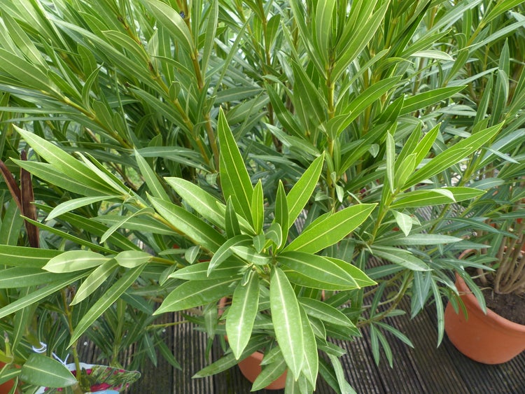 XXL Oleander 130-150 cm Busch Nerium Rosenlorbeer, Ø 100 cm, rot, rosa oder weiß