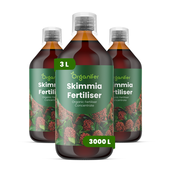 Drei Flaschen Organifer Skimmia Dünger Konzentrat, jeweils drei Liter, organischer Flüssigdünger für Skimmien.