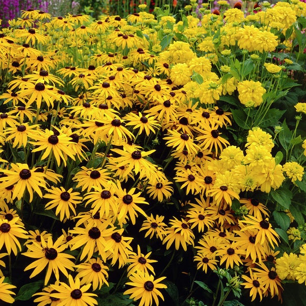Feld mit gelben Rudbeckia-Blüten und grünen Blättern