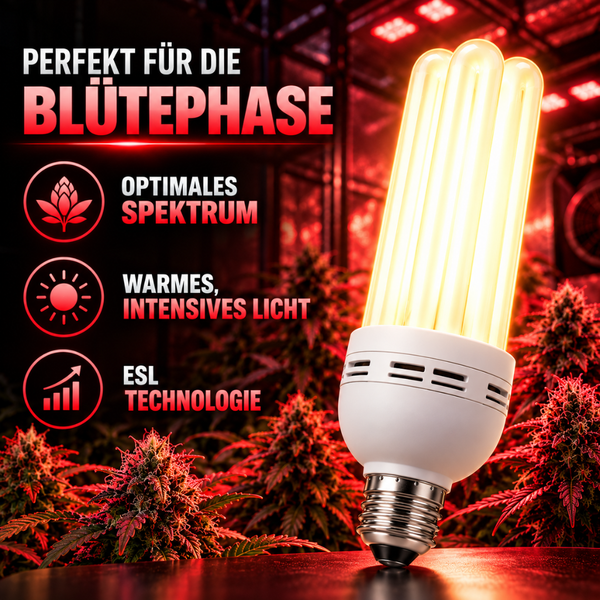 Energiesparlampe für die Pflanzenzucht mit speziellem Lichtspektrum für die Blütephase von Pflanzen in einem Innenraum.