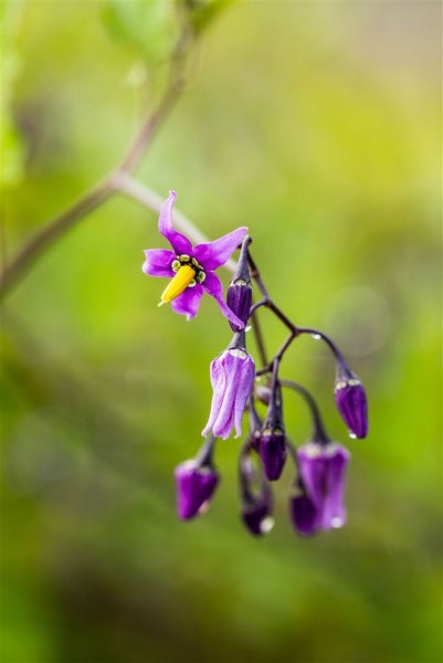Solanum dulcamara, Bittersüßer Nachtschatten, ca. 11x11 cm Topf