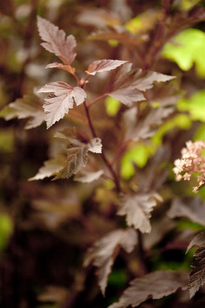 Physocarpus opulifolius 'Summer Wine', Blasenspiere, rotlaubig, 40–60 cm