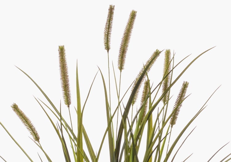 Künstliches Ziergras mit langen grünen Halmen und braunen Blütenähren.