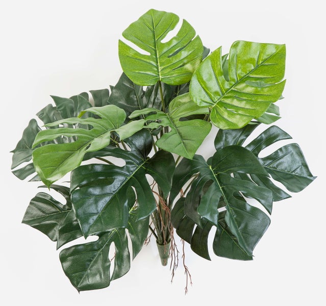 Kunst Philodendron Sancho, Steckstab, Wurzeln, 60cm - Künstliche Monstera Deliciosa