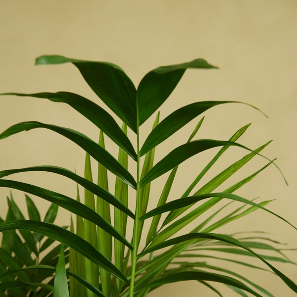 Bloomique - Chamaedorea Elegans - Bergpalme - Zimmerpflanzen - Pflegeleicht - Haustierfreundlich - Höhe 80-100 cm - Topf 20 cm