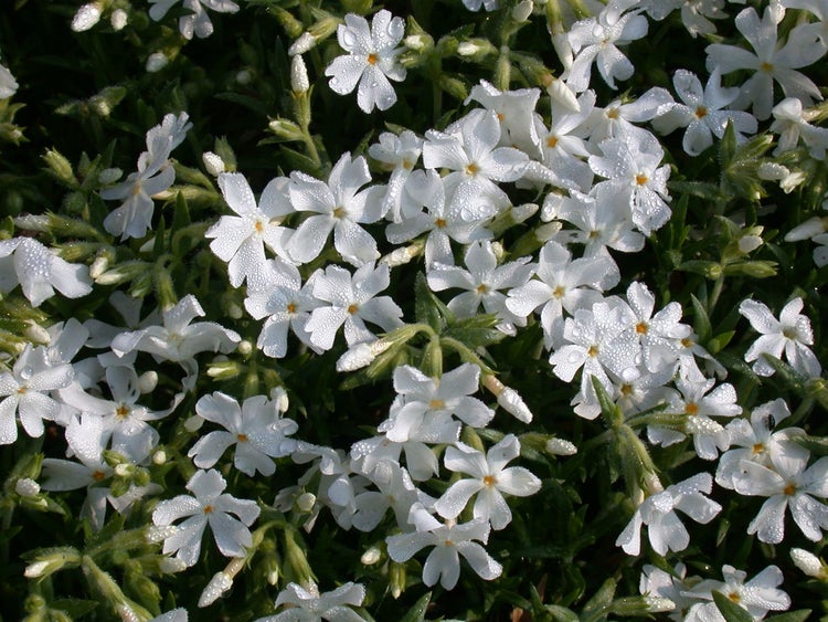 Phlox douglasii 'White Admiral', Teppichphlox, weiß, ca. 9x9 cm Topf