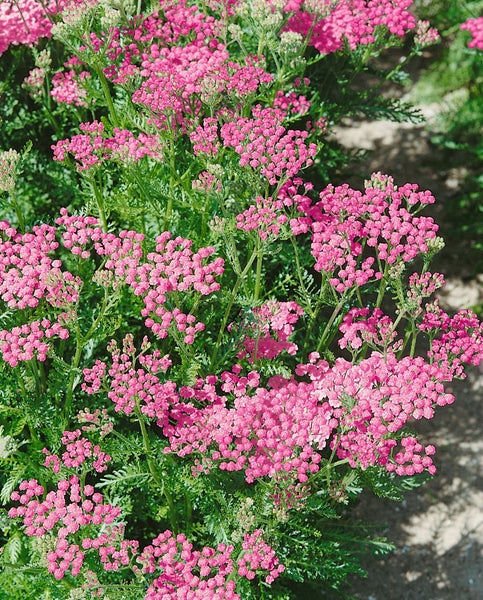 Achillea millefolium 'Lilac Beauty', Schafgarbe, lila, ca. 9x9 cm Topf