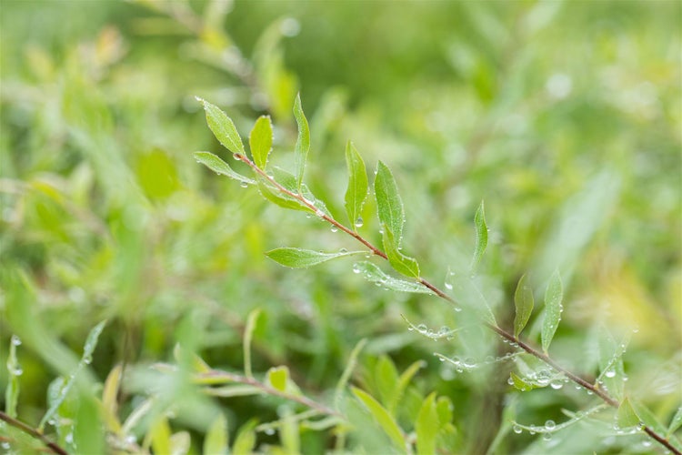 Spiraea cinerea 'Grefsheim', Aschgraue Spiere, weiß, 80–100 cm