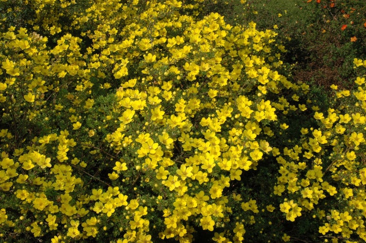Potentilla aurea, Fingerkraut, gelb, ca. 9x9 cm Topf