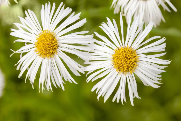 Erigeron x cult. 'Sommerneuschnee', Feinstrahl, weiß, ca. 9x9 cm Topf