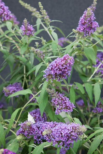 Buddleja 'Buzz Violet' -R-, Schmetterlingsflieder, violett, 40–60 cm