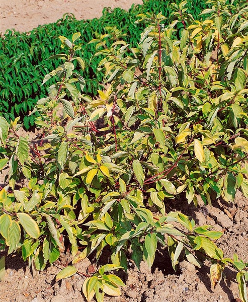 Cornus alba 'Gouchaultii', Hartriegel, buntes Laub, 60–100 cm