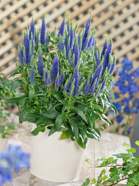 Veronica spicata 'Ulster Dwarf Blue', Ähriger Ehrenpreis, blau, ca. 9x9 cm Topf