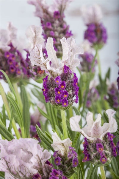 Lavendelblüten mit violetten und weißen Blütenblättern