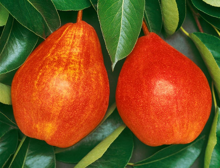 Pyrus communis 'Rote Williams Christ', Birne, rot, 150–200 cm