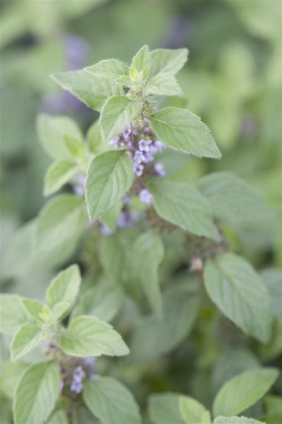 Mentha arvensis 'Banana', Bananen-Minze, ca. 9x9 cm Topf