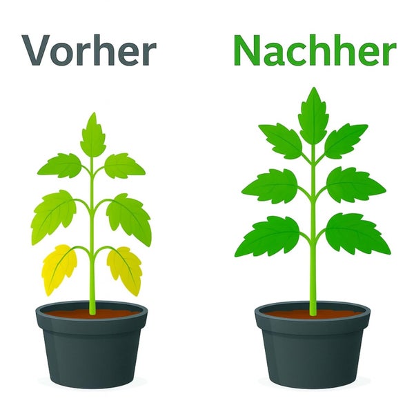 Vorher-Nachher-Vergleich einer Pflanze im Topf: links mit gelben Blättern, rechts mit kräftig grünen Blättern.