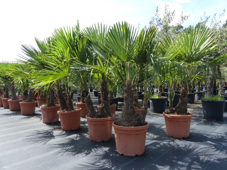 mehrstämmig Trachycarpus Fortunei Palme Palmengruppe, winterhart 200 cm