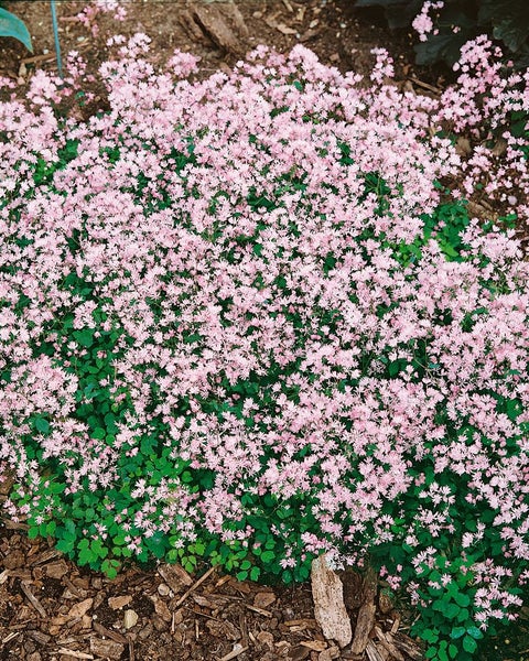 Thalictrum kiusianum, Wiesenraute, zartrosa, ca. 9x9 cm Topf