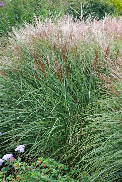 Miscanthus sinensis 'Nippon', Chinaschilf, 3-5 Liter Container