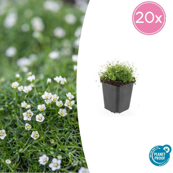 Bodendecker - Steingarten - Sternmoos - Sagina subulata - 9cm Topf - Set mit 20 Pflanzen