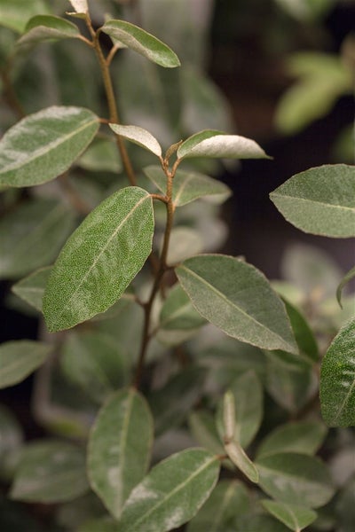 Elaeagnus ebbingei, immergrün, silbrig-grün, 60–80 cm
