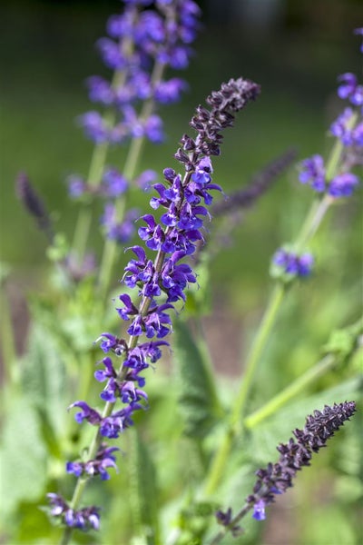 Salvia officinalis 'Berggarten', Küchensalbei, aromatisch, ca. 9x9 cm Topf