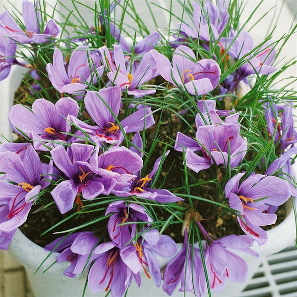 Crocus sativus, Safrankrokus, violett, ca. 9x9 cm Topf