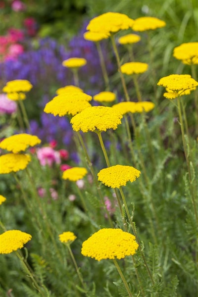 Achillea filipendulina 'Parker', Schafgarbe, goldgelb, ca. 9x9 cm Topf