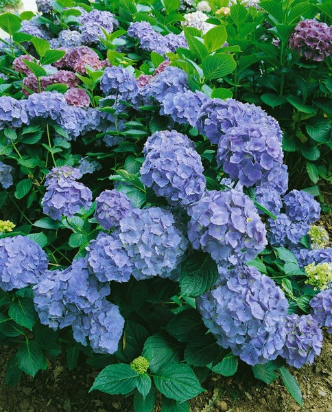 Hydrangea macrophylla 'Bodensee', Hortensie, blau, 40–60 cm