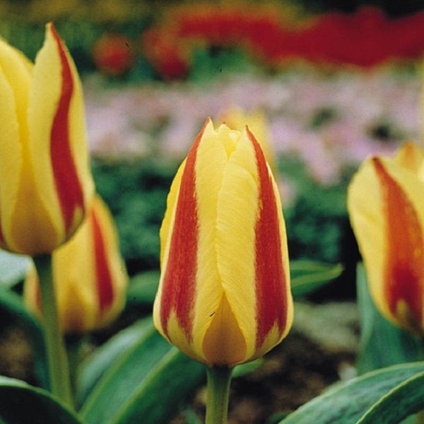 Gelb-rote Tulpenblüte im Nahbereich