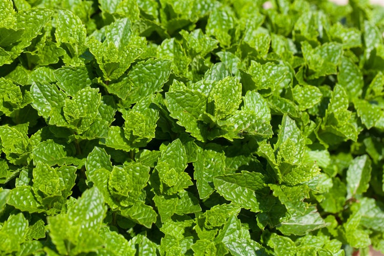Mentha spicata 'Maroccan', Grüne Minze, aromatisch, ca. 9x9 cm Topf
