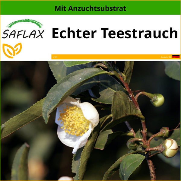 SAFLAX  - Echter Teestrauch - Camellia sinensis - 6 Samen - Mit keimfreiem Anzuchtsubstrat