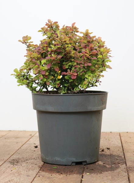 Berberis thunbergii 'Admiration', Blutberberitze, rot-gelb, 20–25 cm