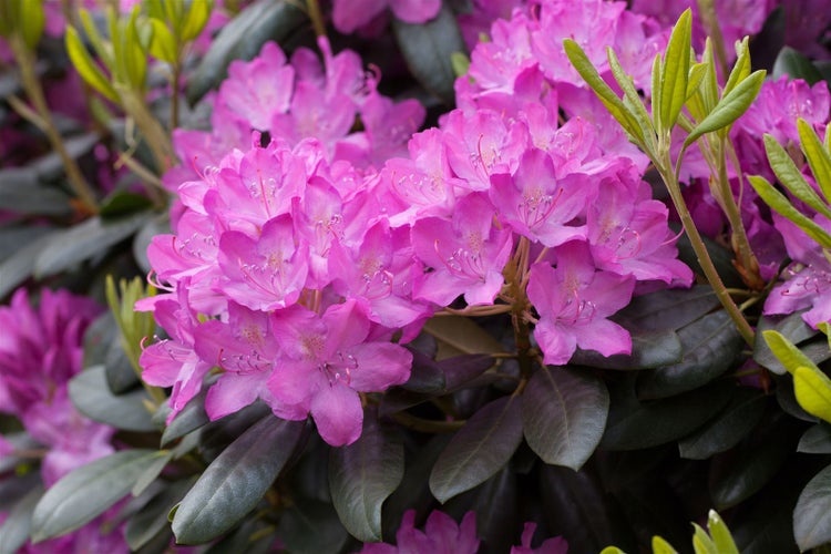 Rhododendron 'Roseum Elegans', rosa Blüten, 40–50 cm