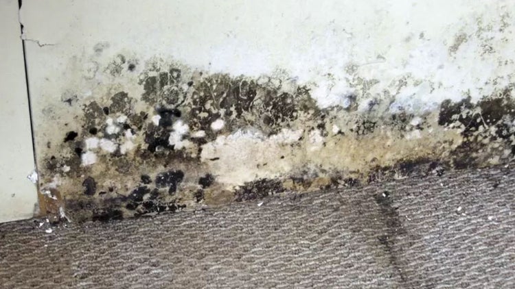 Feuchtigkeitsschaden mit Schimmelbildung an Wand und Teppich