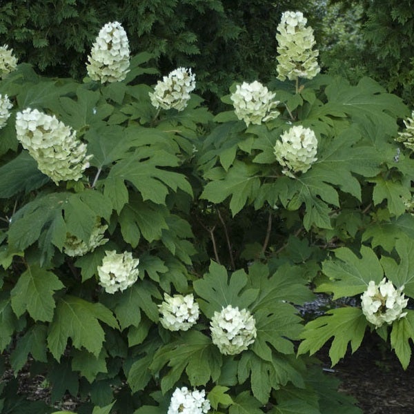 Eichenblatt-Hortensie mit Blüte im Garten