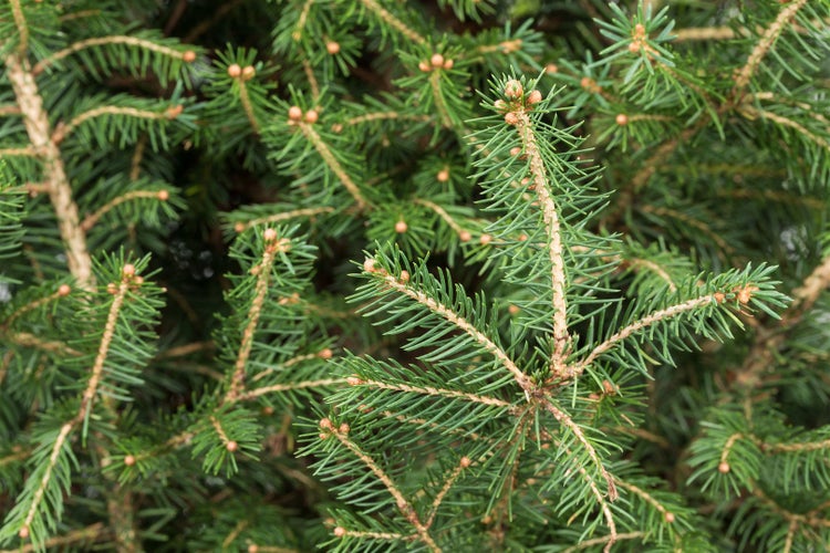 Picea abies, Gemeine Fichte, 60–80 cm