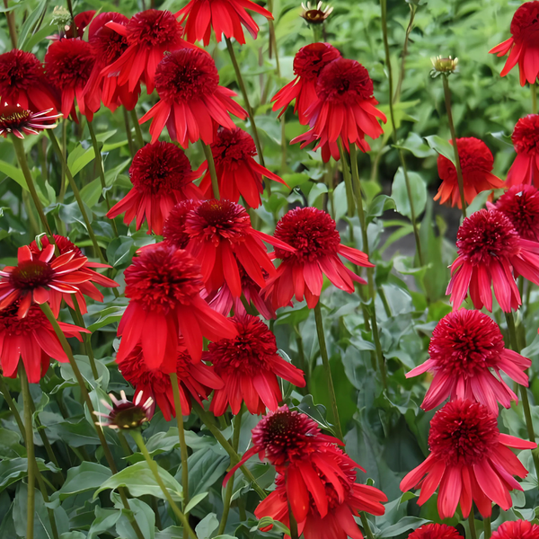 Nahaufnahme von roten Sonnenhüten im Gartenbeet.