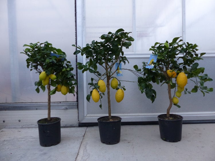 Drei kleine Zitronenbäume mit gelben Früchten und grünen Blättern in schwarzen Kunststofftöpfen.