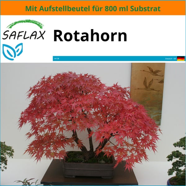 SAFLAX Garden in the bag - Rotahorn - Acer rubrum - 20 Samen - Mit Anzuchtsubstrat im praktischen, selbst aufstellenden Beutel