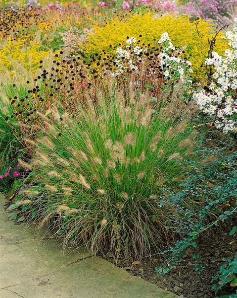 Pennisetum alopecuroides 'Weserbergland', Lampenputzergras, ca. 9x9 cm Topf