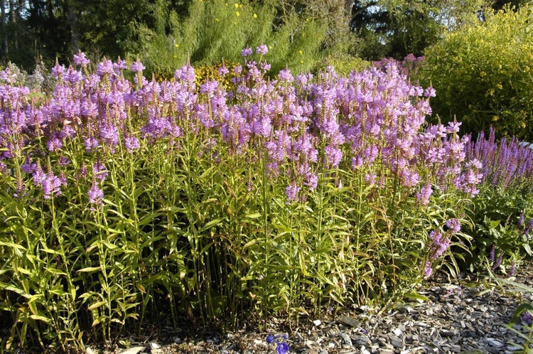 Physostegia virginiana 'Vivid', Rosa Drachenkopf, ca. 9x9 cm Topf