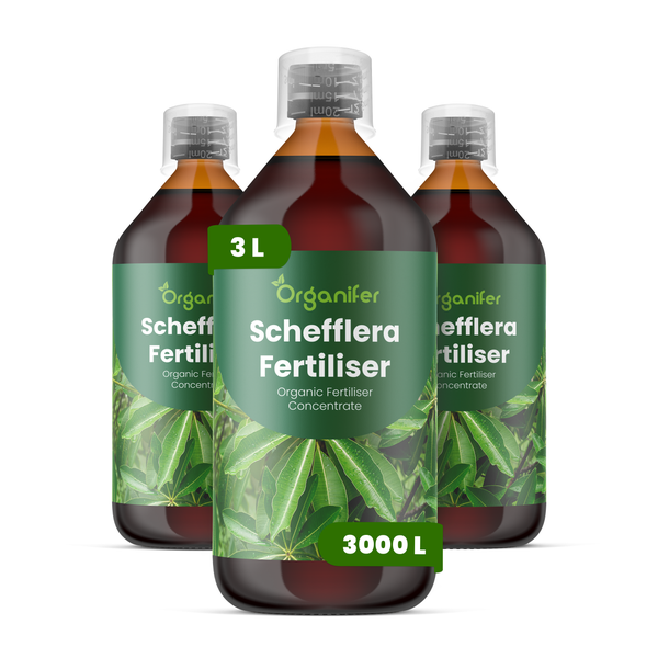 Drei Flaschen Organifer Schefflera Dünger, organisches Düngerkonzentrat, 3 Liter Inhalt für 3000 Liter Gießwasser.
