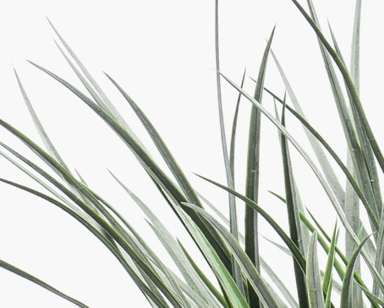 Künstlicher Philodendron mit großen, tief gelappten grünen Blättern und zwei gelb-grünen Blütenknospen.