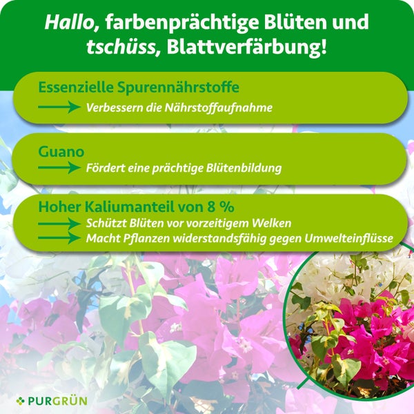 Infografik für Purgrün Pflanzendünger mit Vorteilen wie essenziellen Spurennährstoffen, Guano und 8 Prozent Kalium für prächtige Blüten.